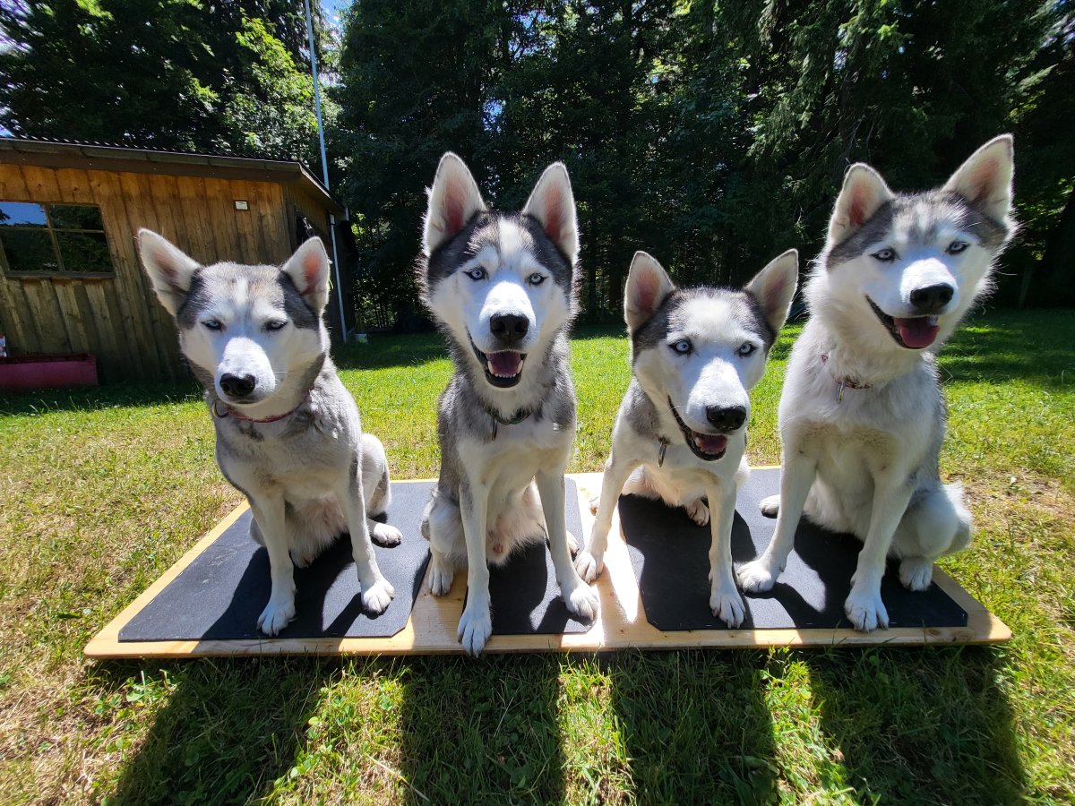 Meute Meute de huskys