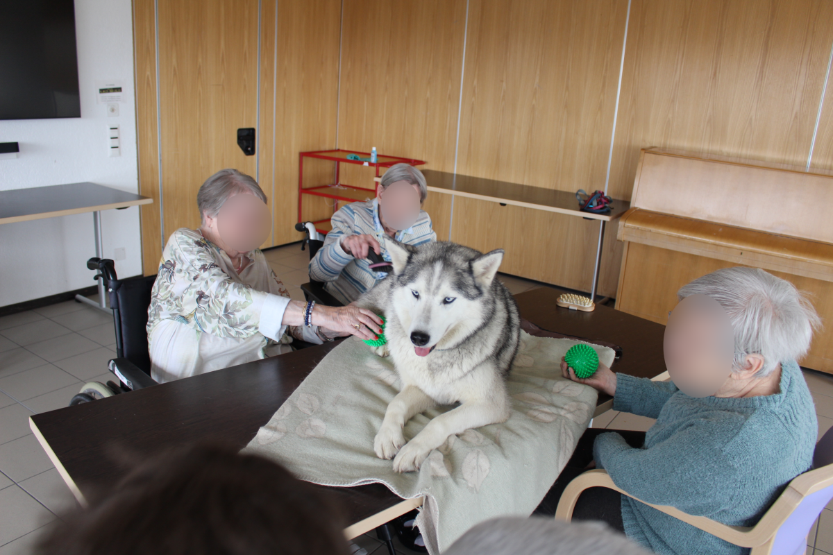 zoothérapie caresses et massage du chien par plusieurs résidents